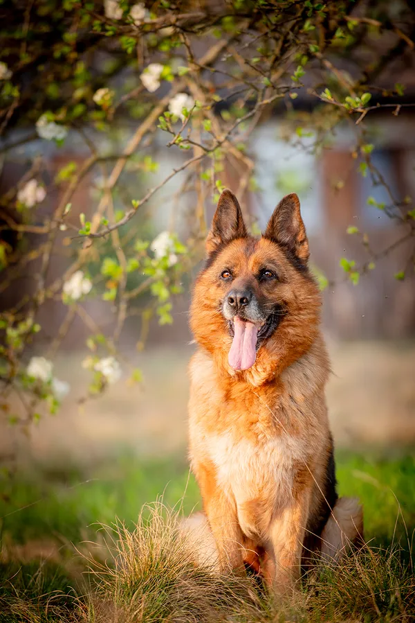 Oddam psa, Warszawa, Saska Kępa, 29 czerwca 2025 (3/6)