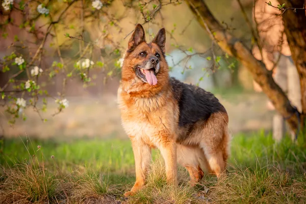 Oddam psa, Warszawa, Saska Kępa, 29 czerwca 2025 (4/6)