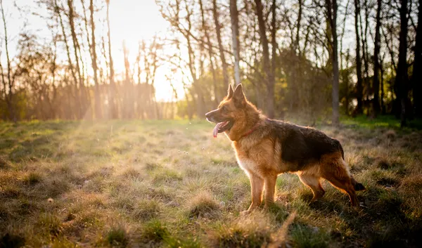 Oddam psa, Warszawa, Saska Kępa, 29 czerwca 2025 (5/6)