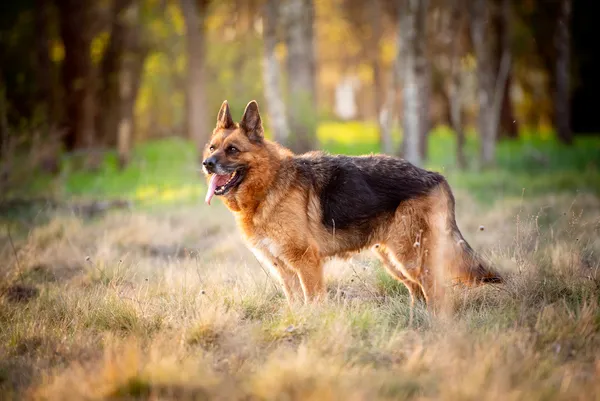 Oddam psa, Warszawa, Saska Kępa, 29 czerwca 2025 (6/6)