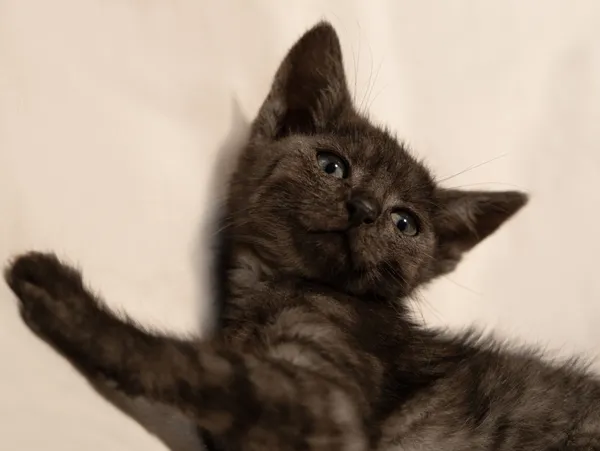 Znaleziono kota, Sosnowiec, 29 czerwca 2025 (1/5)