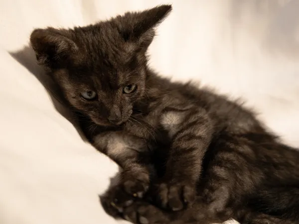 Znaleziono kota, Sosnowiec, 29 czerwca 2025 (2/5)