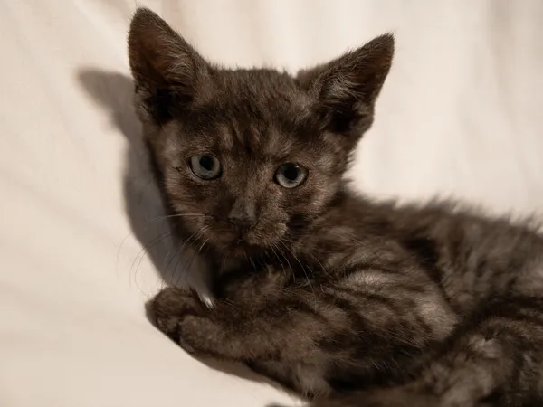 Znaleziono kota, Sosnowiec, 29 czerwca 2025 (5/5)