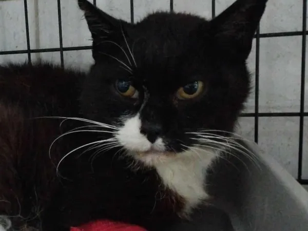 Znaleziono kota, Sosnowiec, 20 czerwca 2025