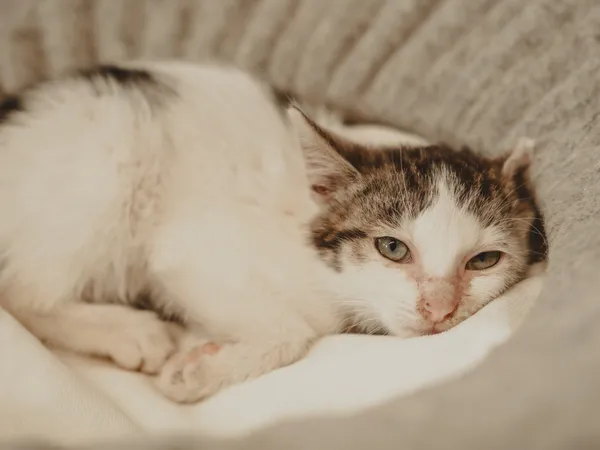 Znaleziono kota, Sosnowiec, 27 czerwca 2025 (1/5)