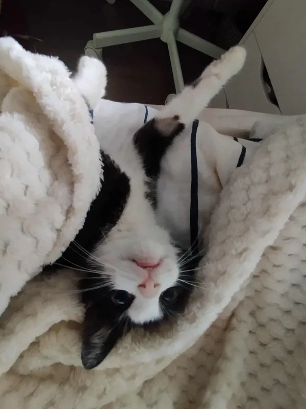 Znaleziono kota, Sosnowiec, 27 czerwca 2025 (1/5)