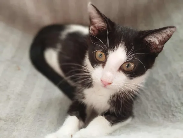 Znaleziono kota, Sosnowiec, 27 czerwca 2025 (4/5)