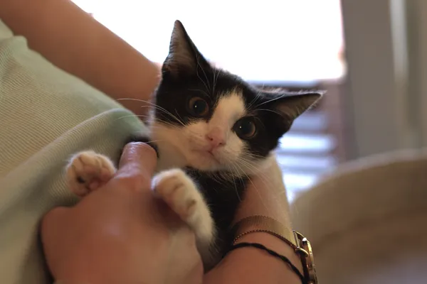 Znaleziono kota, Sosnowiec, 27 czerwca 2025 (5/5)