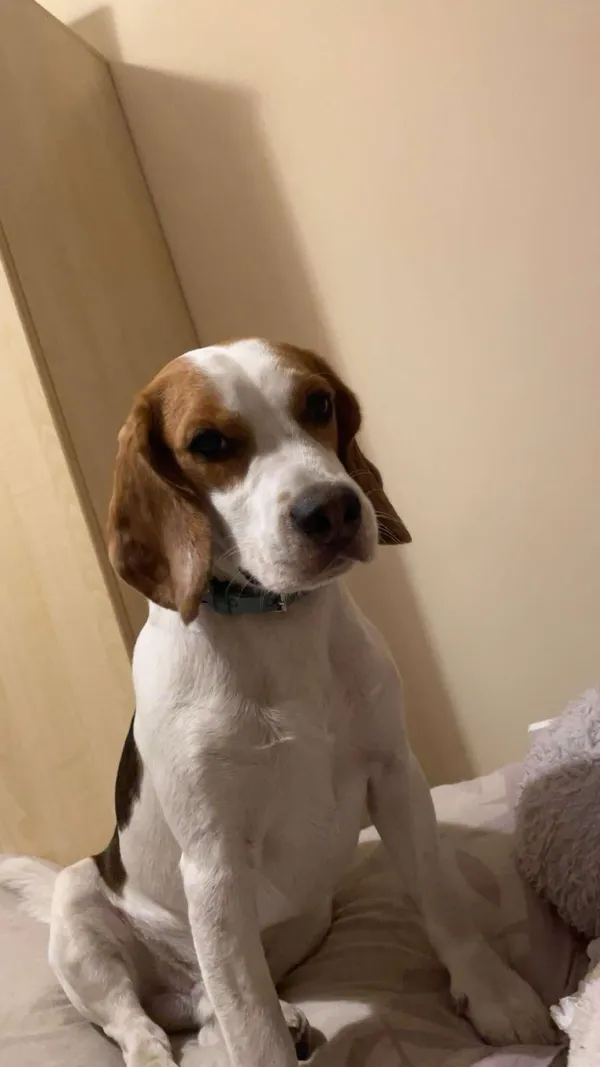 Zaginął pies, Jurów, 30 czerwca 2025 (1/3)