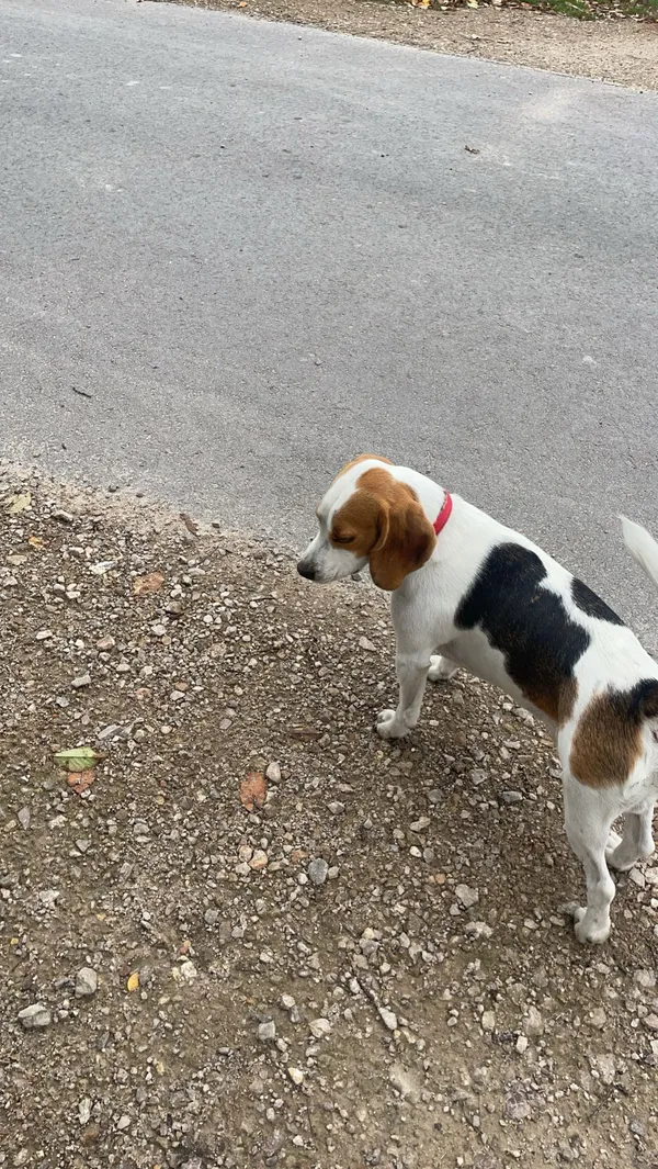 Zaginął pies, Jurów, 30 czerwca 2025 (2/3)