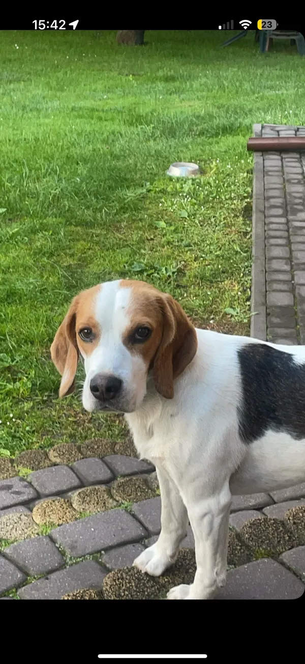 Zaginął pies, Jurów, 30 czerwca 2025 (3/3)