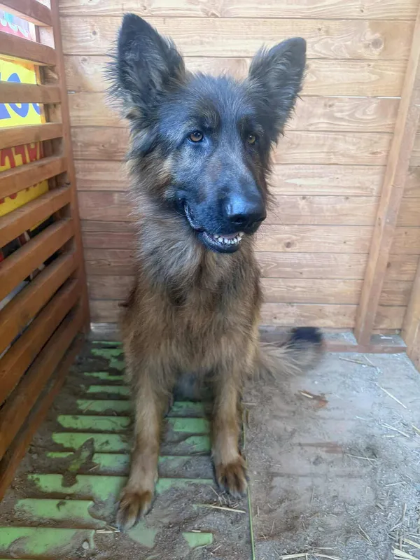 Znaleziono psa, Szubsk Duży, 30 czerwca 2025