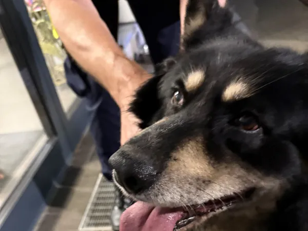 Znaleziono psa, Bydgoszcz, 27 czerwca 2025