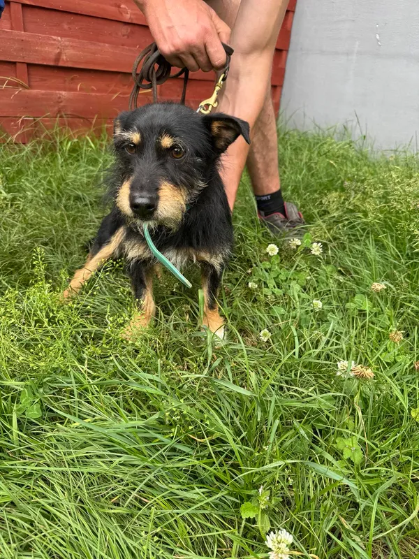 Znaleziono psa, Czartki, 30 czerwca 2025