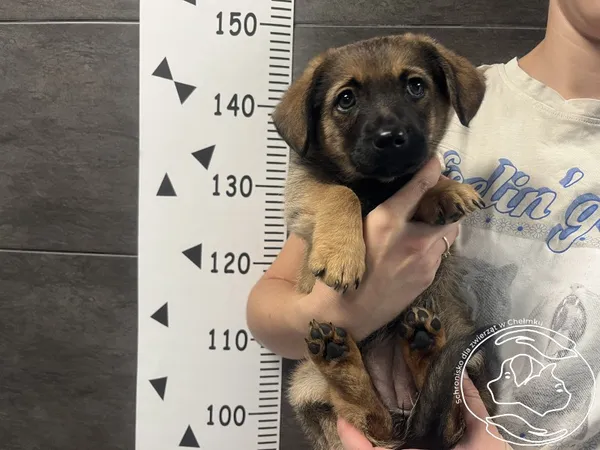 Znaleziono psa, Chełmek, 28 czerwca 2025