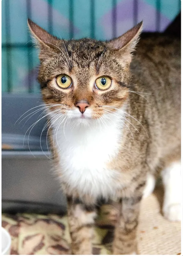 Znaleziono kota, Karczew, 30 czerwca 2025 (1/3)