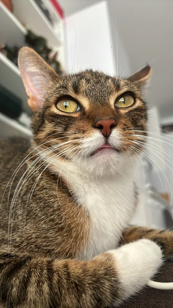 Znaleziono kota, Karczew, 30 czerwca 2025 (2/3)