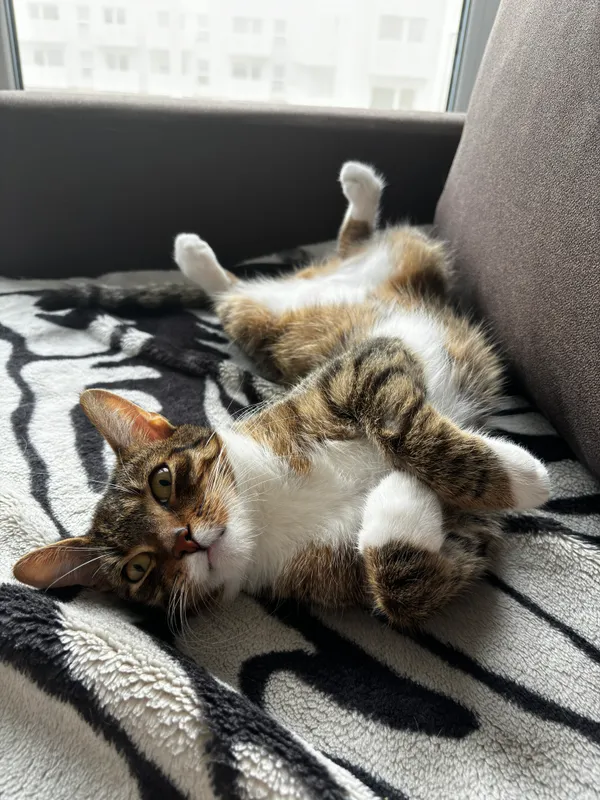 Znaleziono kota, Karczew, 30 czerwca 2025 (3/3)