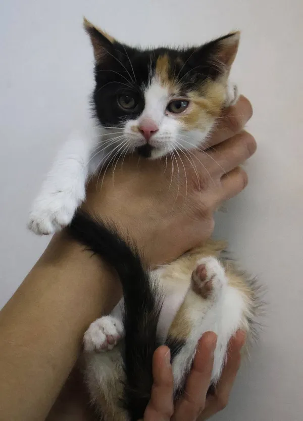 Znaleziono kota, Łódź, 30 czerwca 2025 (1/5)