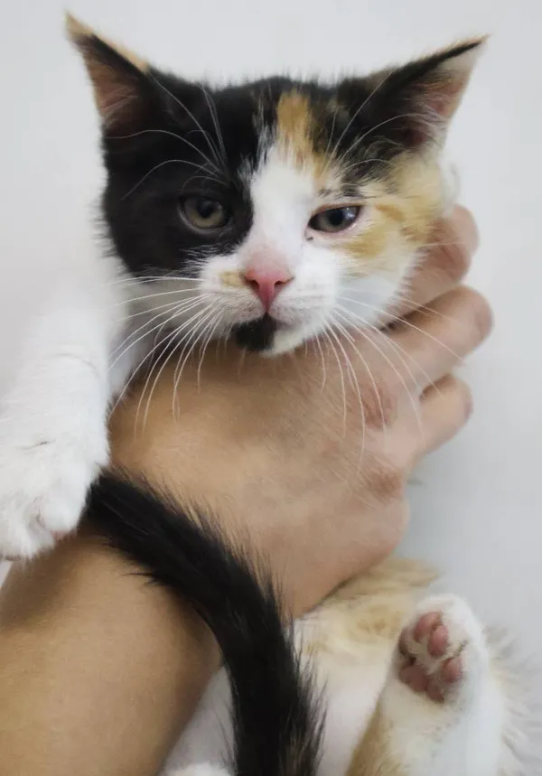 Znaleziono kota, Łódź, 30 czerwca 2025 (5/5)