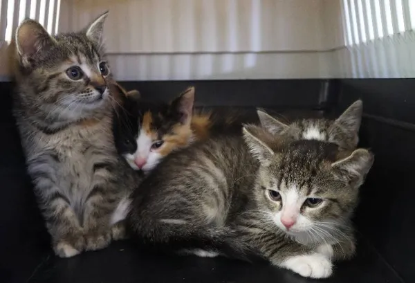 Znaleziono kota, Łódź, 30 czerwca 2025 (5/5)