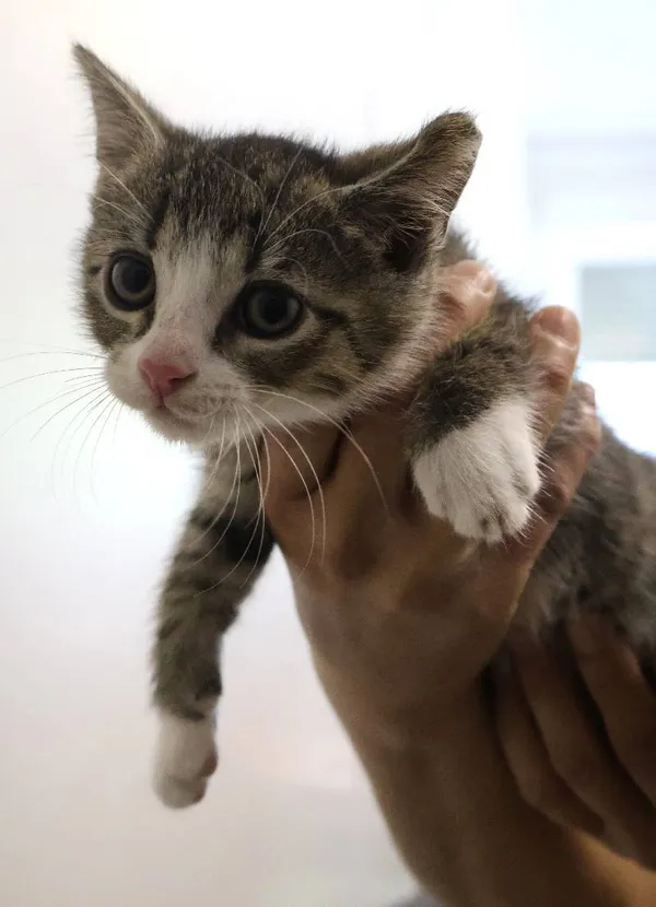 Znaleziono kota, Łódź, 30 czerwca 2025 (1/5)