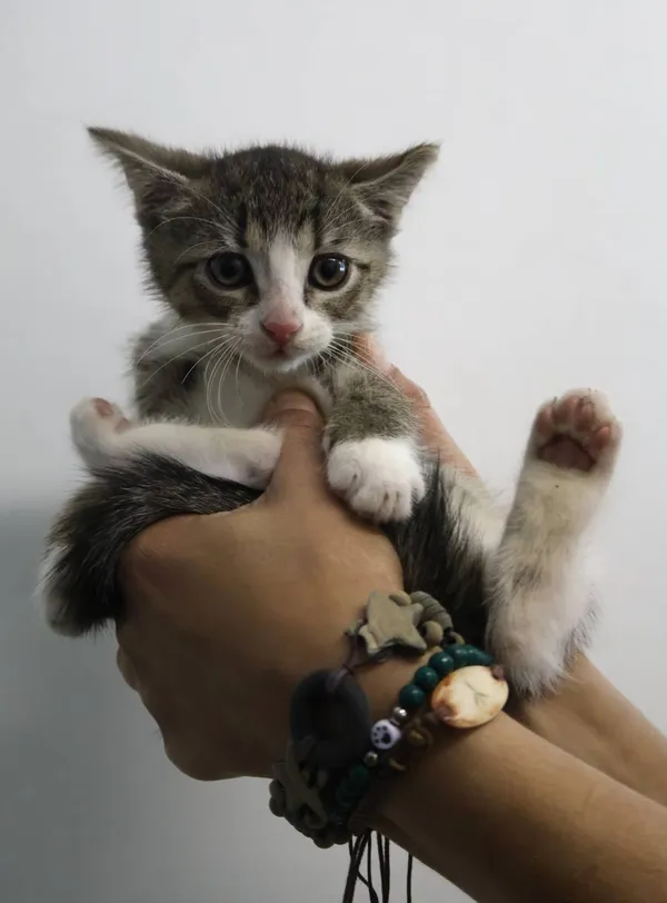 Znaleziono kota, Łódź, 30 czerwca 2025 (2/5)