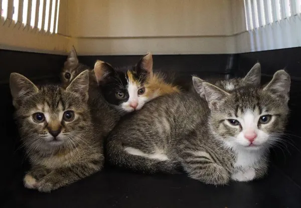 Znaleziono kota, Łódź, 30 czerwca 2025 (3/5)