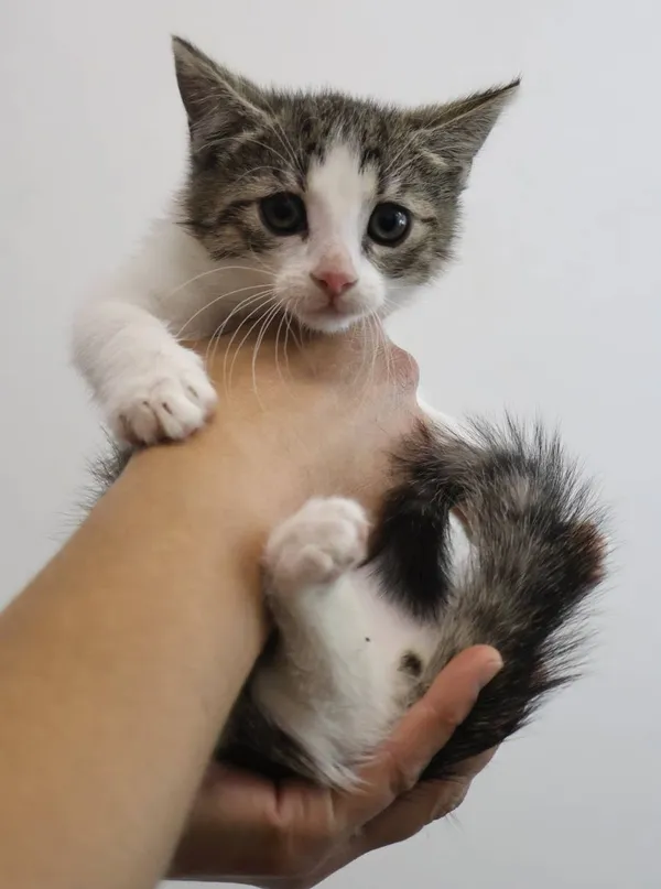 Znaleziono kota, Łódź, 30 czerwca 2025 (2/5)