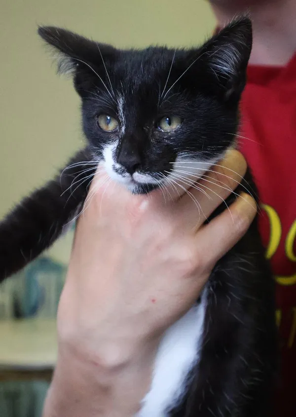 Znaleziono kota, Łódź, 29 czerwca 2025 (1/5)