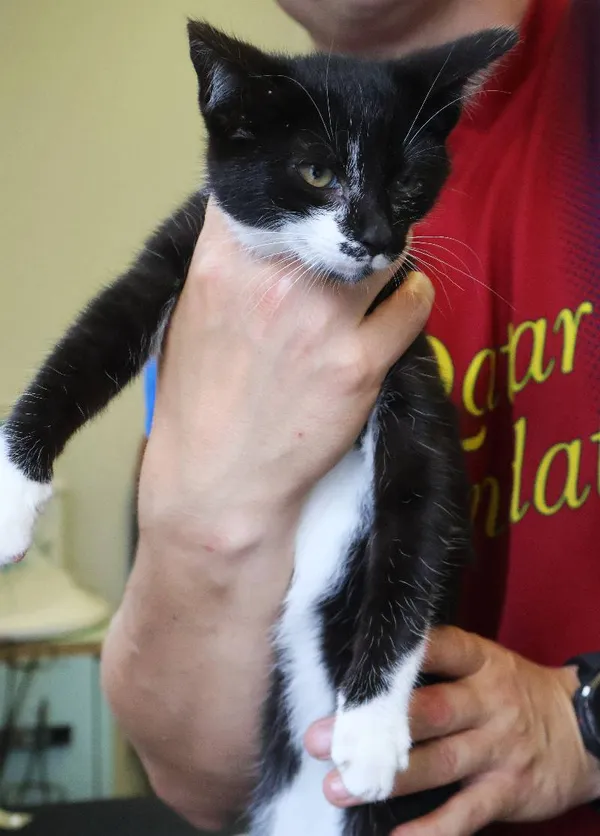 Znaleziono kota, Łódź, 29 czerwca 2025 (3/5)