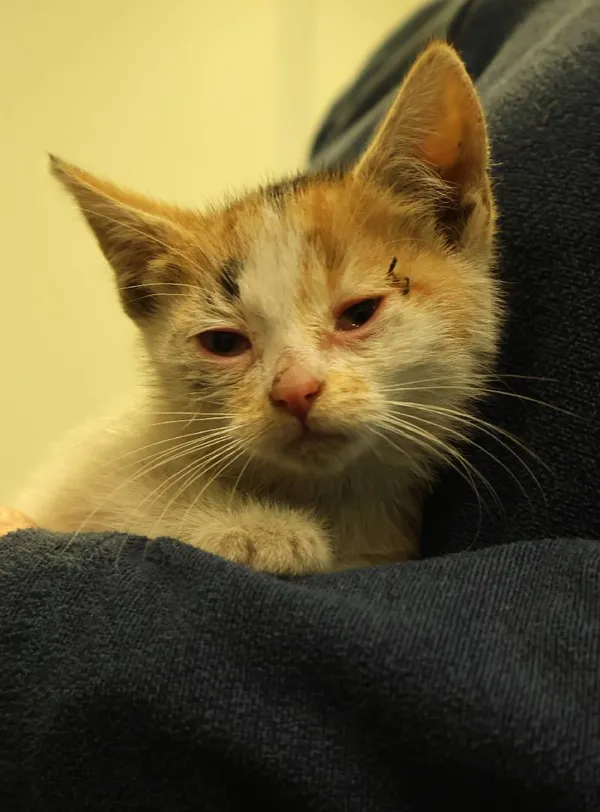 Znaleziono kota, Łódź, 29 czerwca 2025 (1/5)