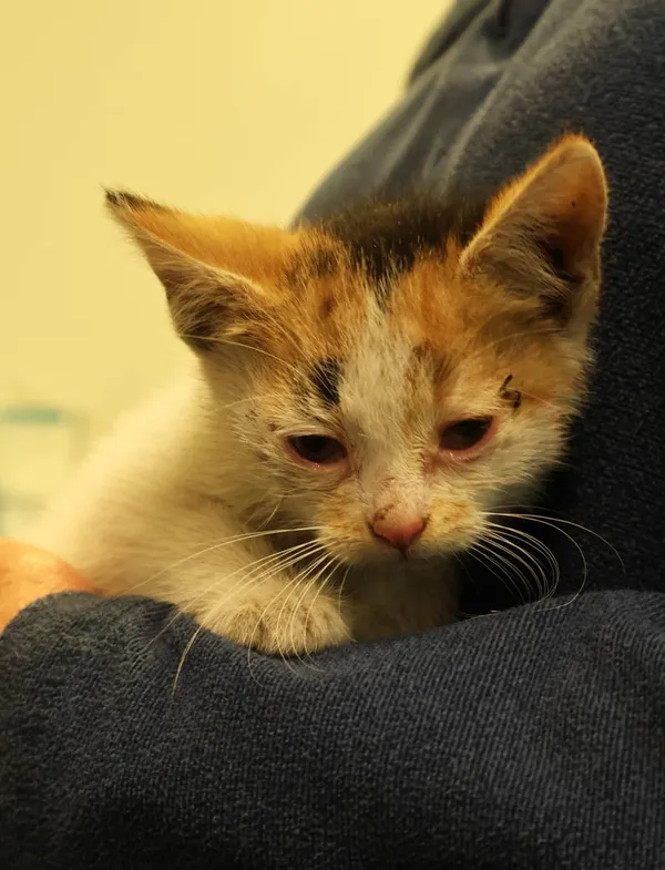 Znaleziono kota, Łódź, 29 czerwca 2025 (2/5)