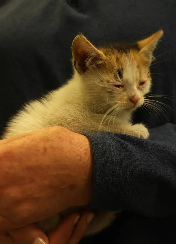 Znaleziono kota, Łódź, 29 czerwca 2025 (3/5)