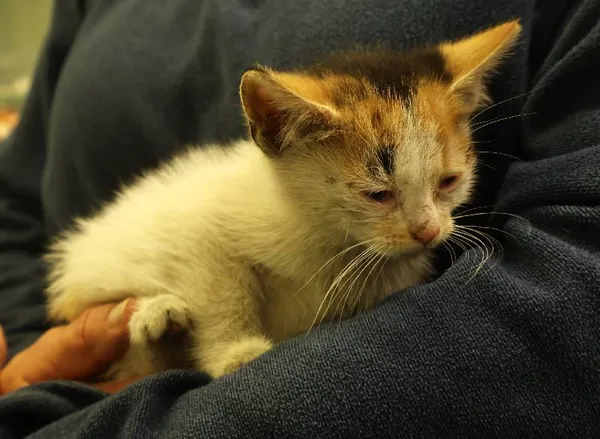 Znaleziono kota, Łódź, 29 czerwca 2025 (4/5)