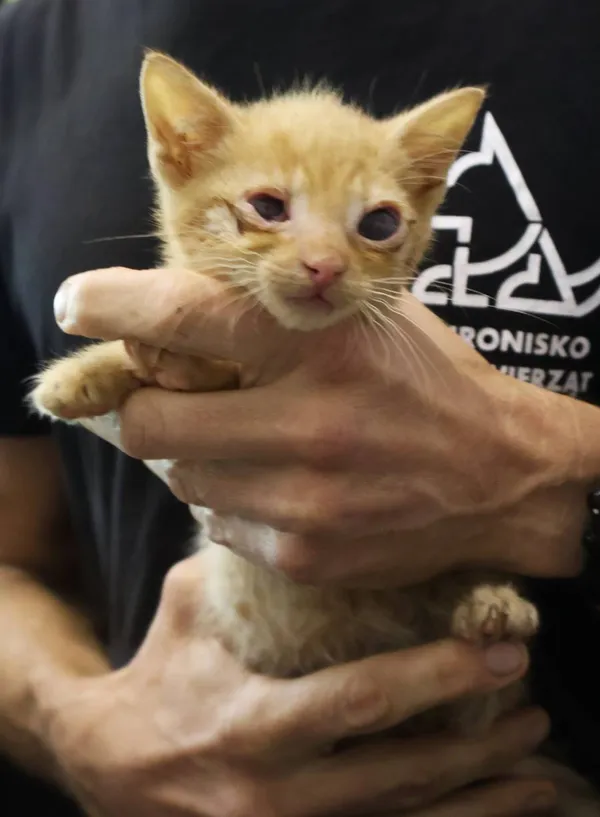 Znaleziono kota, Łódź, 29 czerwca 2025 (2/2)