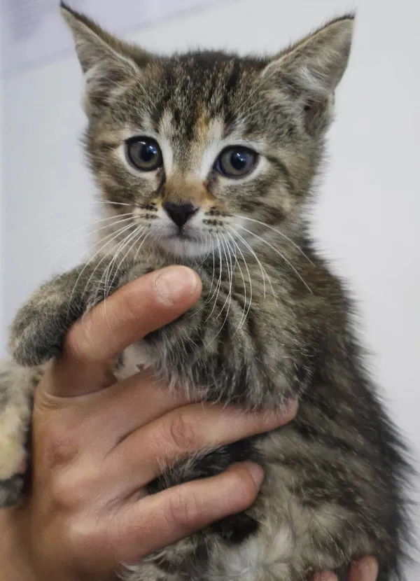 Znaleziono kota, Łódź, 30 czerwca 2025 (1/5)