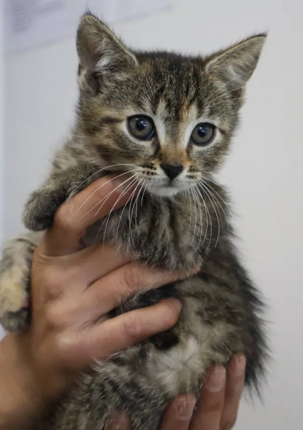 Znaleziono kota, Łódź, 30 czerwca 2025 (2/5)