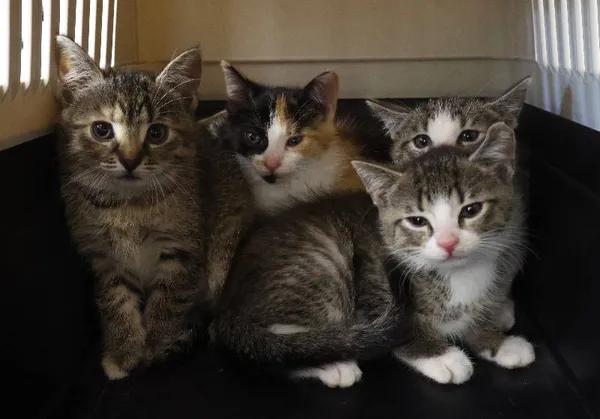 Znaleziono kota, Łódź, 30 czerwca 2025 (5/5)