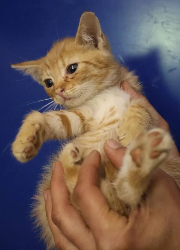 Znaleziono kota, Łódź, 29 czerwca 2025 (1/5)