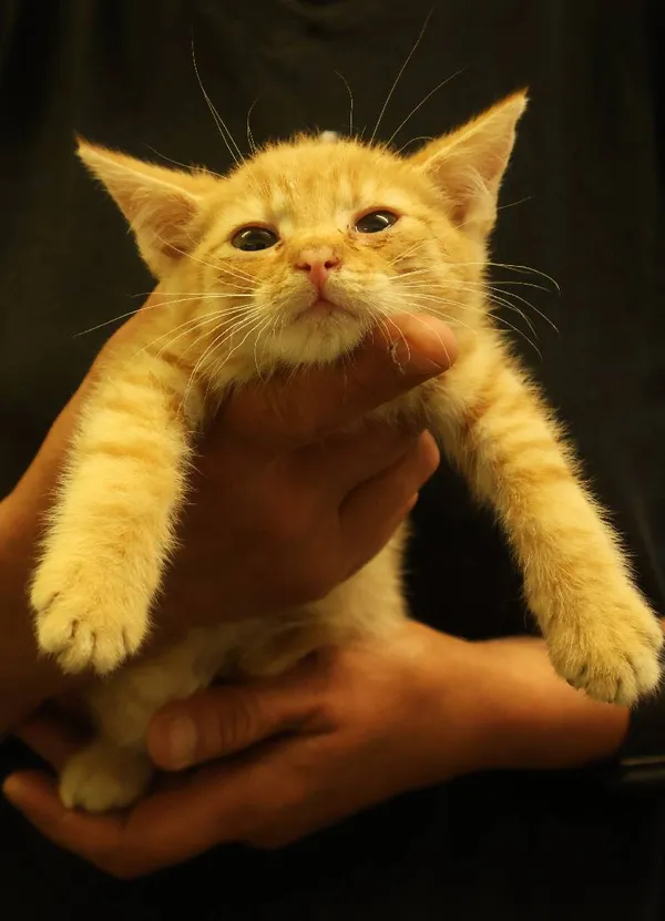 Znaleziono kota, Łódź, 29 czerwca 2025 (4/5)