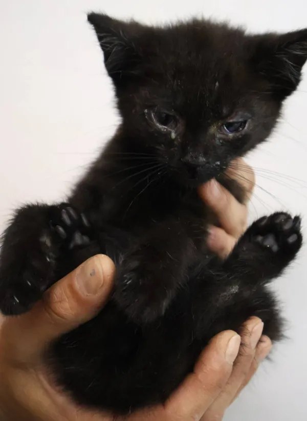 Znaleziono kota, Łódź, 29 czerwca 2025 (2/5)