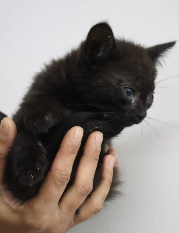 Znaleziono kota, Łódź, 29 czerwca 2025 (5/5)