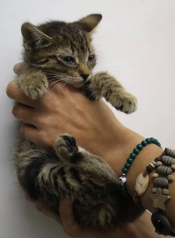 Znaleziono kota, Łódź, 29 czerwca 2025 (3/5)