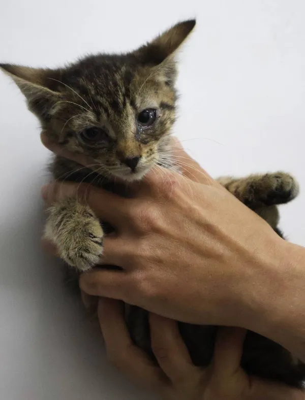 Znaleziono kota, Łódź, 29 czerwca 2025 (4/5)