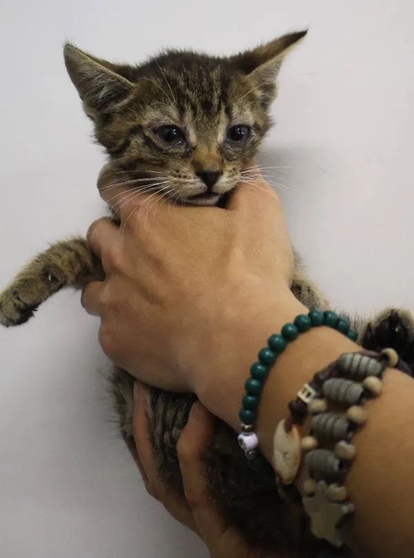 Znaleziono kota, Łódź, 29 czerwca 2025 (5/5)