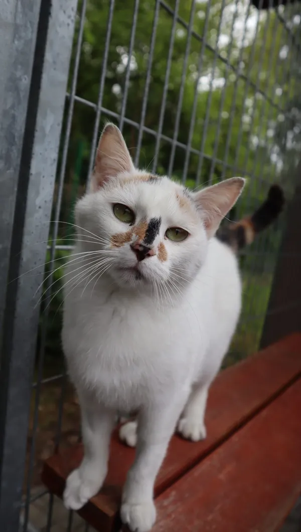 Kot do adopcji, Częstochowa, 20 marca 2025 (1/3)