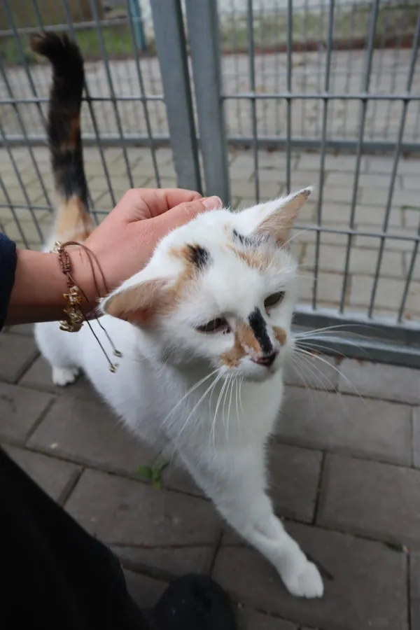 Kot do adopcji, Częstochowa, 20 marca 2025 (2/3)