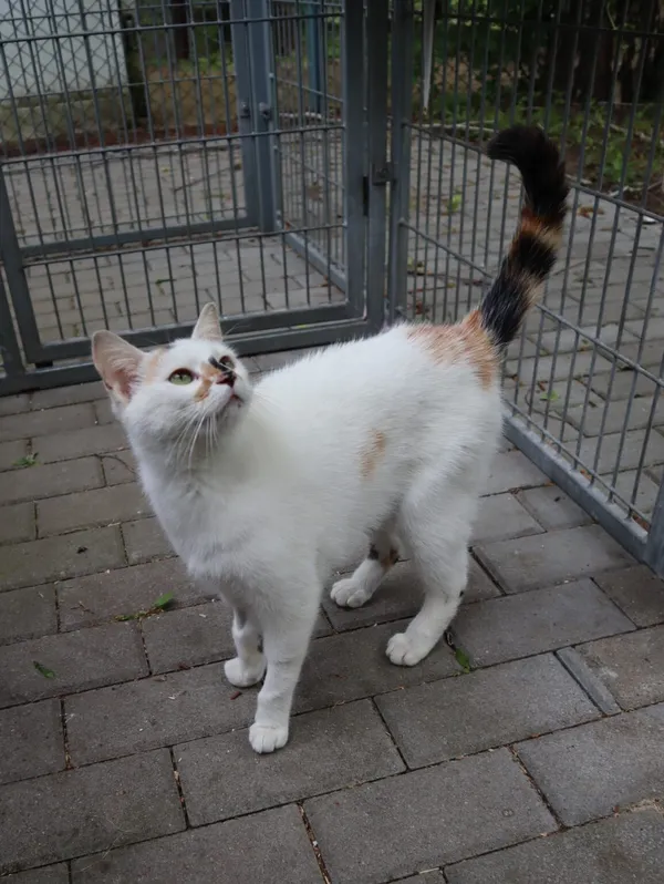 Kot do adopcji, Częstochowa, 20 marca 2025 (3/3)