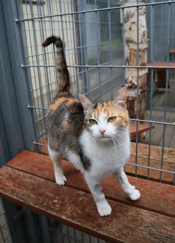 Kot do adopcji, Częstochowa, 30 kwietnia 2025 (1/3)